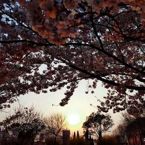 久久精品人成免费
